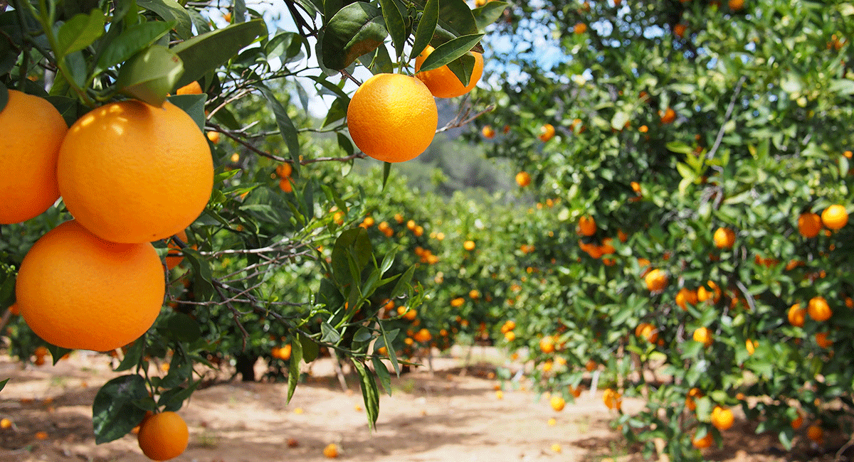 edge ingredients orange grove